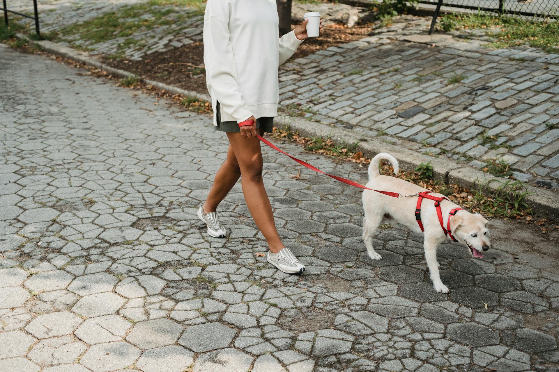 Une femme anonyme en tenue décontractée buvant du café à emporter tout en marchant dans une rue pavée avec un adorable chien obéissant