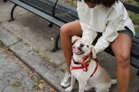 From above of crop African American female with curly hair in casual clothes rubbing small dog with tongue out while sitting on bench on street in daytime