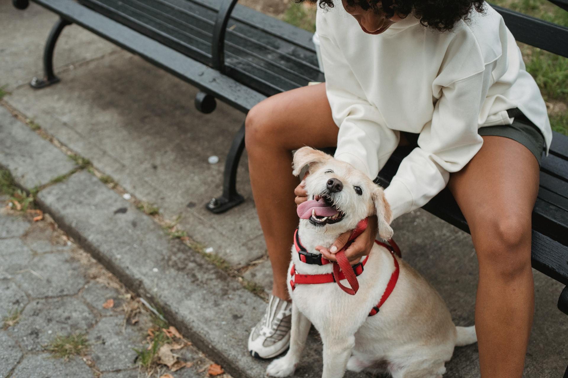 From above of crop African American female with curly hair in casual clothes rubbing small dog with tongue out while sitting on bench on street in daytime