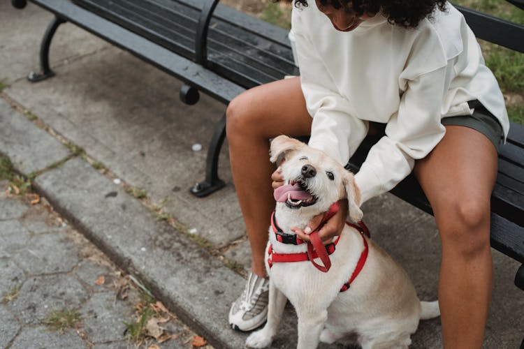 Black Woman With Small Dog On Street In Daytime