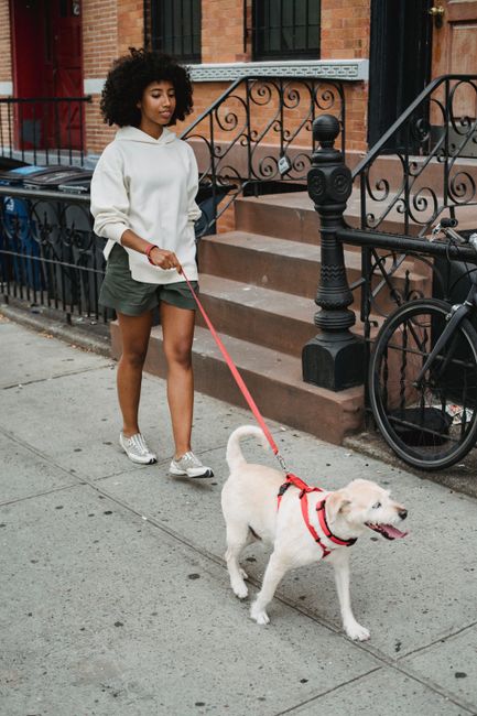 African American female with curly hair in casual clothes walking with small dog on street in residential district in city in daytime
