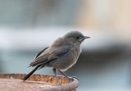Little Bird Sitting on Edge of Bird Drinker