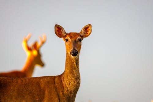 bezplatná Základová fotografie zdarma na téma jeleni, na výšku, parohy Základová fotografie