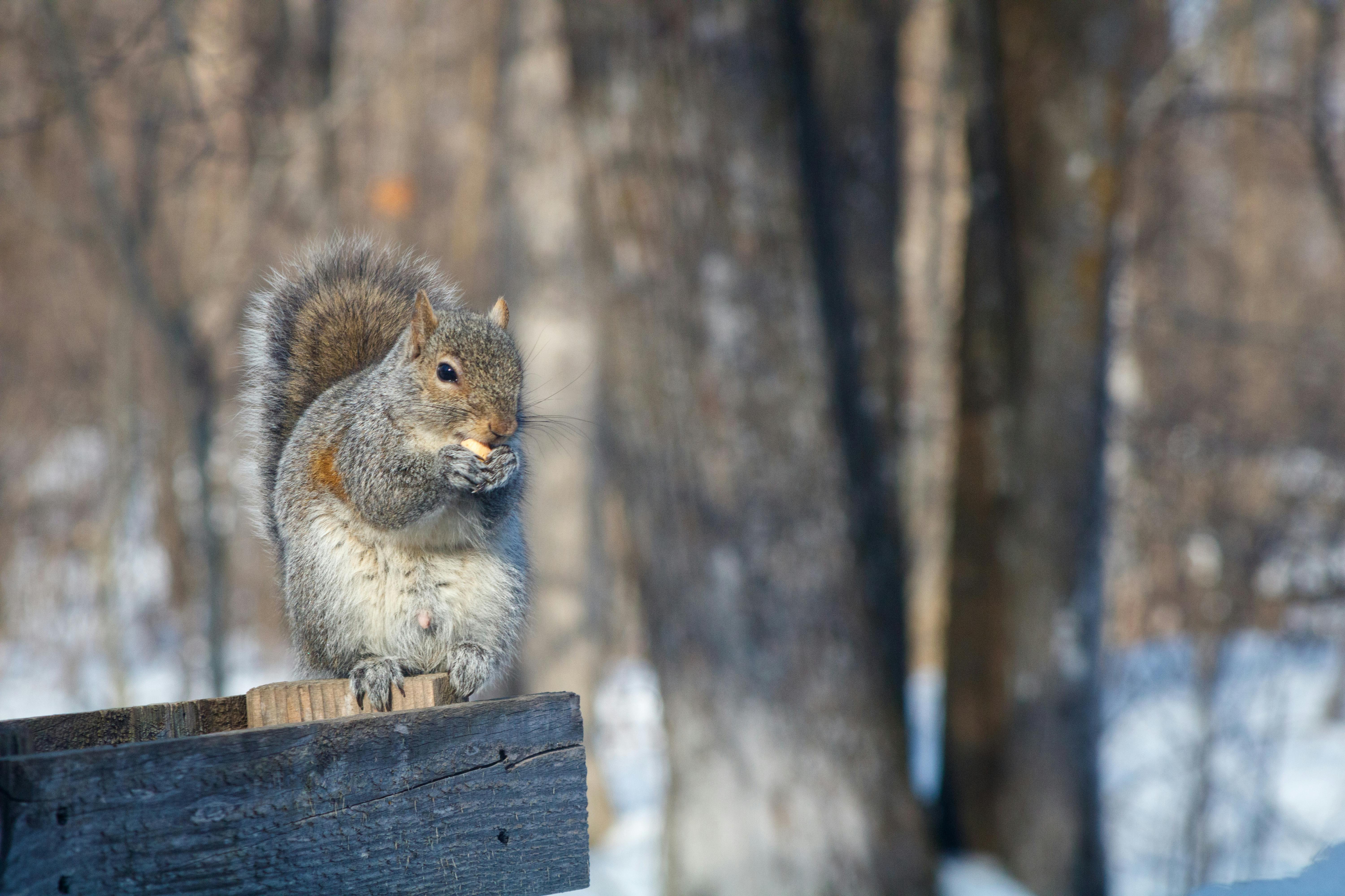 close up of squirrel sitting on branch eating nut