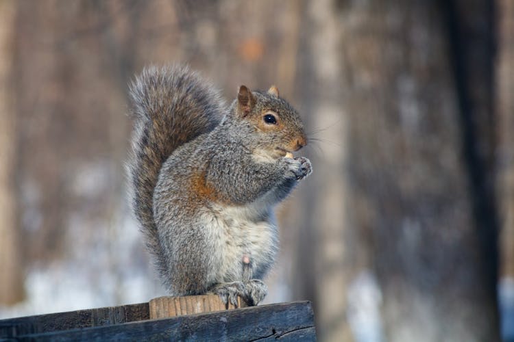 Squirrel In Winter