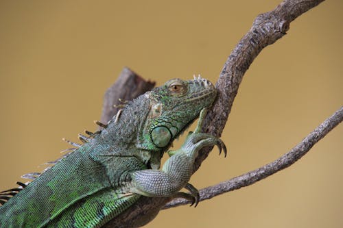 An Iguana on a Branch