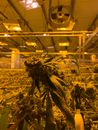 Indoor Marijuana Plantation 