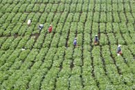 People Harvesting in a Vegetable Plantation