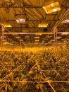 Commercial Cannabis Growing under Lamps