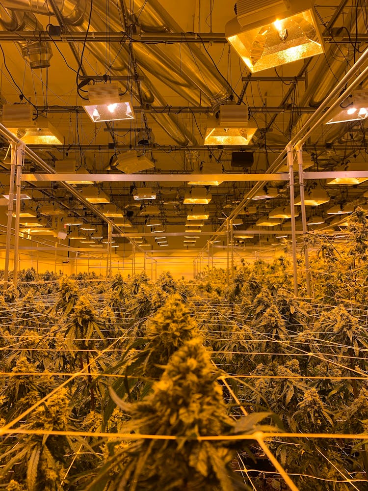 Commercial Cannabis Growing Under Lamps