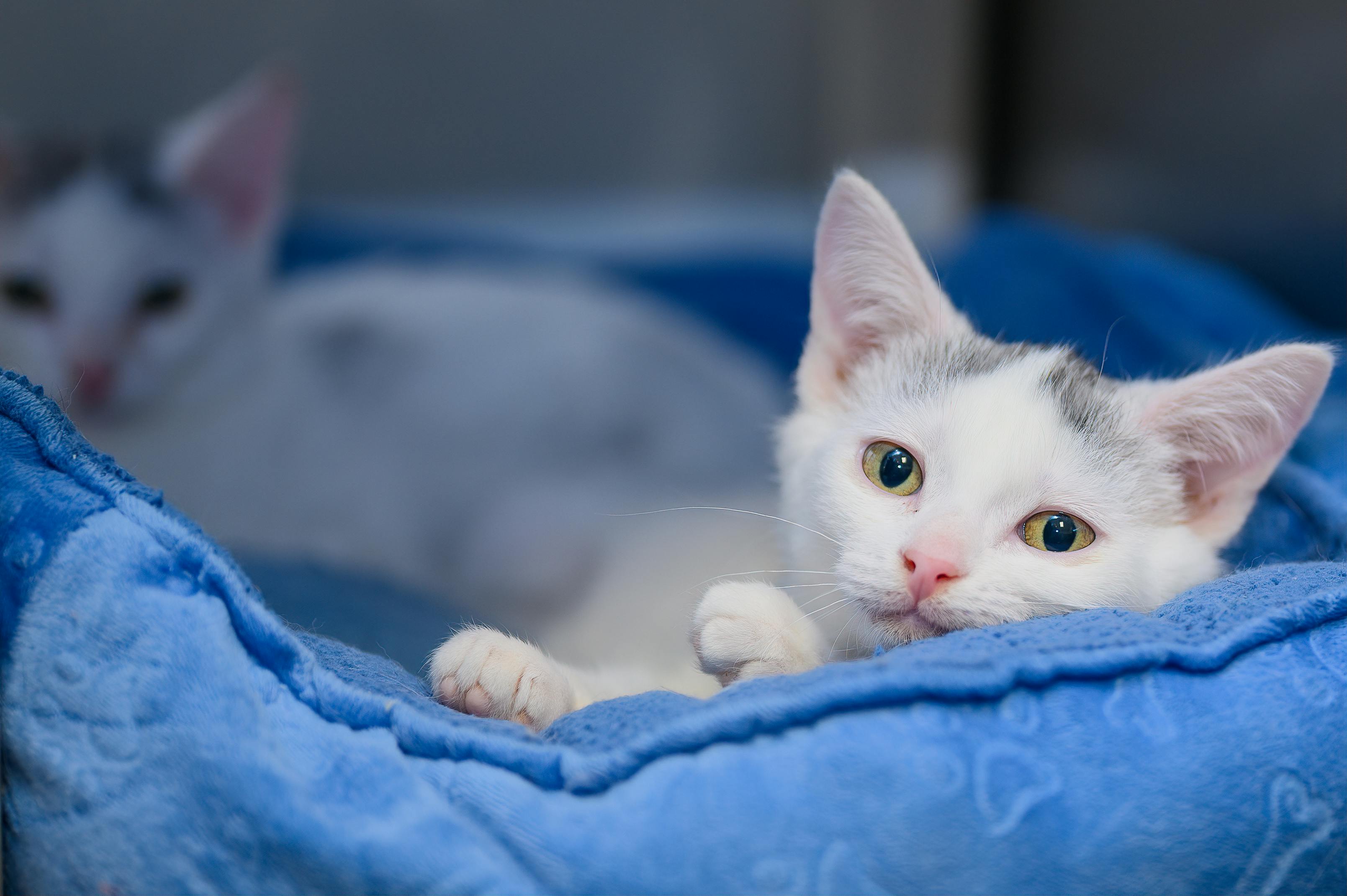 Cách dạy mèo con không chạy ra đường bằng việc tạo không gian nghỉ ngơi thoải mái trên nệm, kết hợp huấn luyện mèo tại nhà để thú cưng luôn ngoan ngoãn.