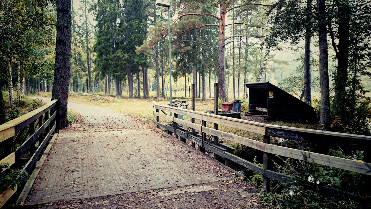 Gratis arkivbilde med natur, naturlig