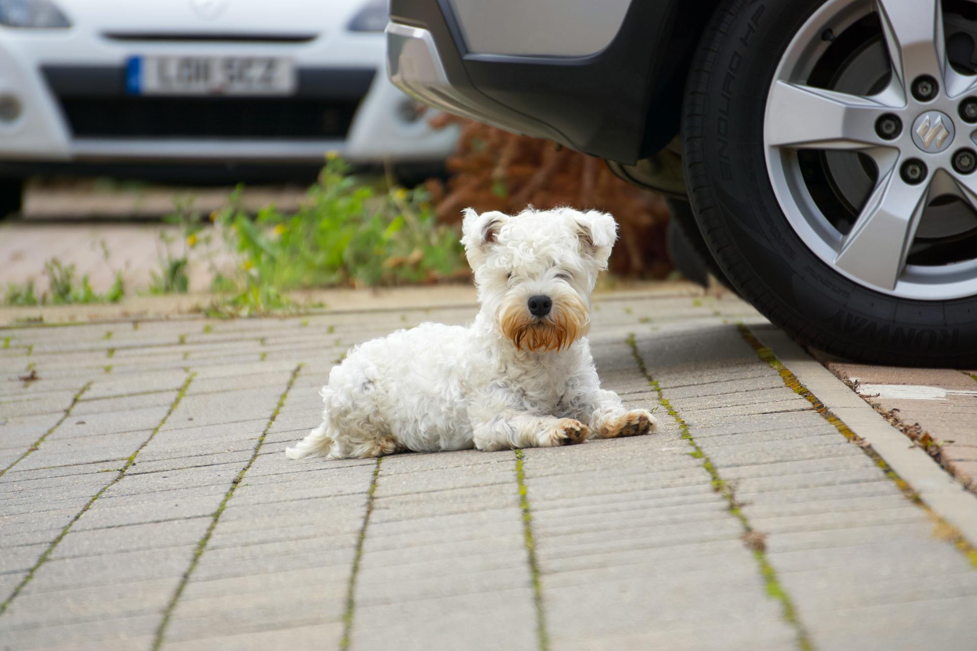 A West Highland White Terrier