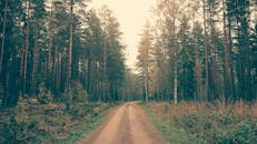 一条宁静的土路蜿蜒穿过茂密的松林，沐浴在柔和的自然光线下