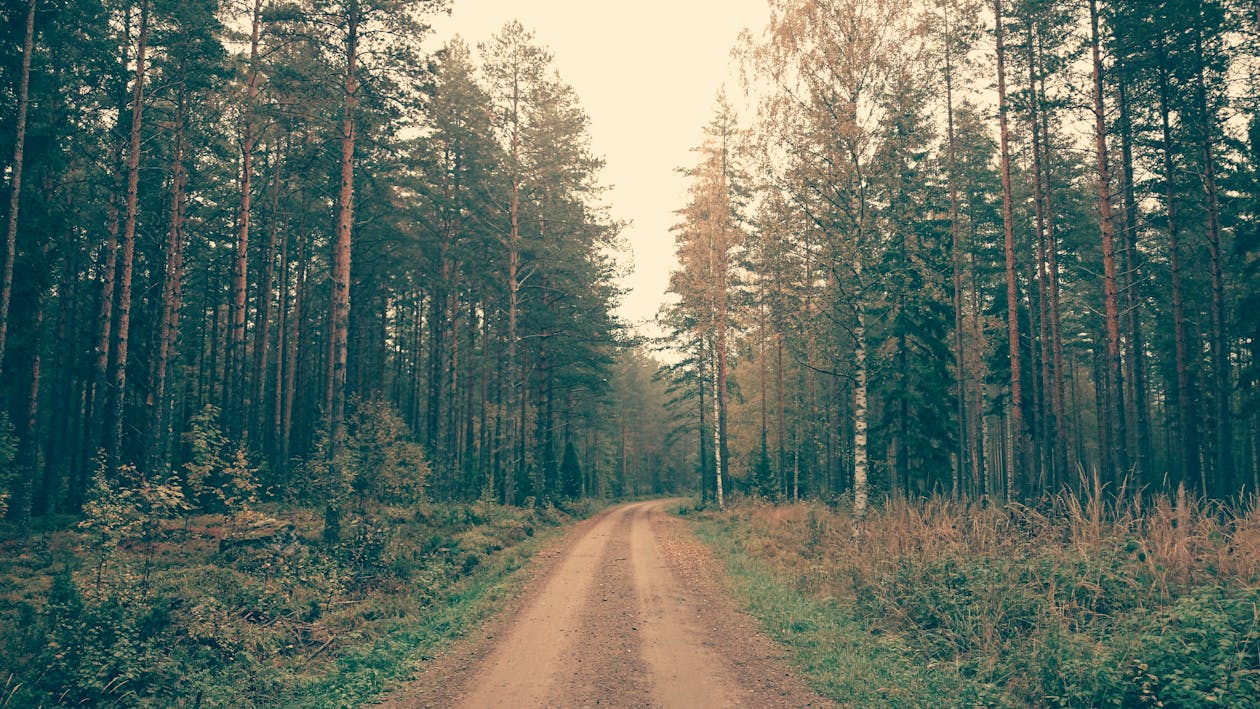 Fotobanka s bezplatnými fotkami na tému borovice, nespevnená cesta, prašná cesta