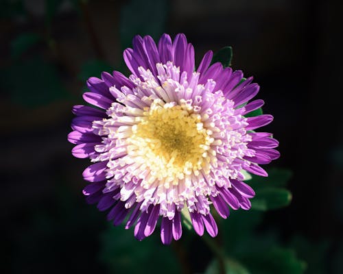 Základová fotografie zdarma na téma chryzantéma, fialová kytka, flóra