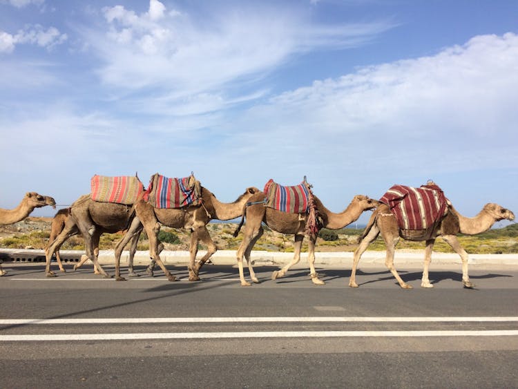 Camels On The Road 