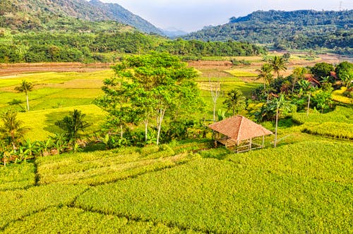 Foto stok gratis agrikultura, fotografi udara, ladang beras