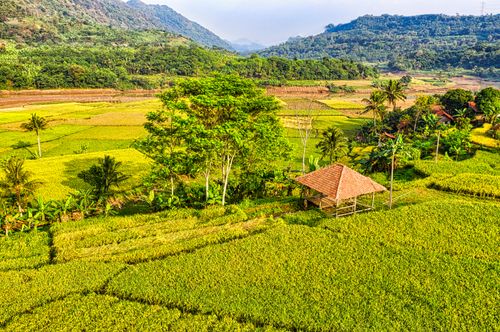 Free Aerial view of lush rice fields and traditional huts in Purwakarta, Indonesia. Stock Photo
