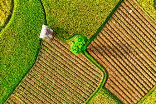 Free Stunning aerial shot of farmland patterns in Purwakarta, showcasing lush greenery and crop variability. Stock Photo