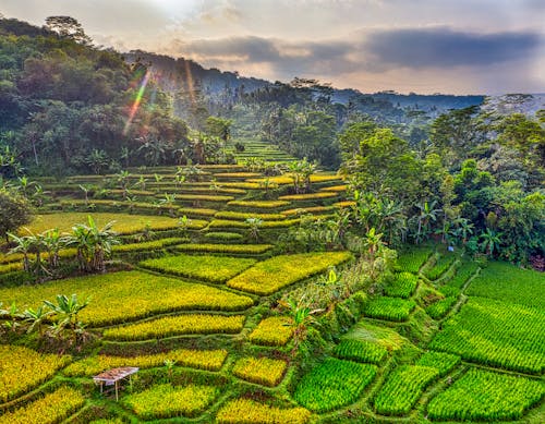 Drone Shot of Rice Fields