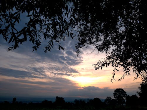 Photos gratuites de aube, la limite des arbres