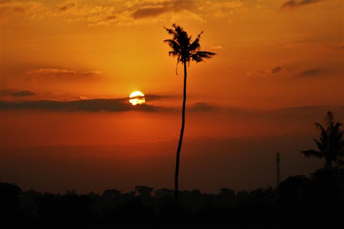 A Silhouette of a Palm Tree Across the Orange Sky 