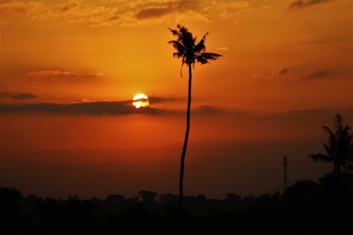 Free A serene sunset scene with a silhouetted palm tree under an orange-hued sky. Stock Photo