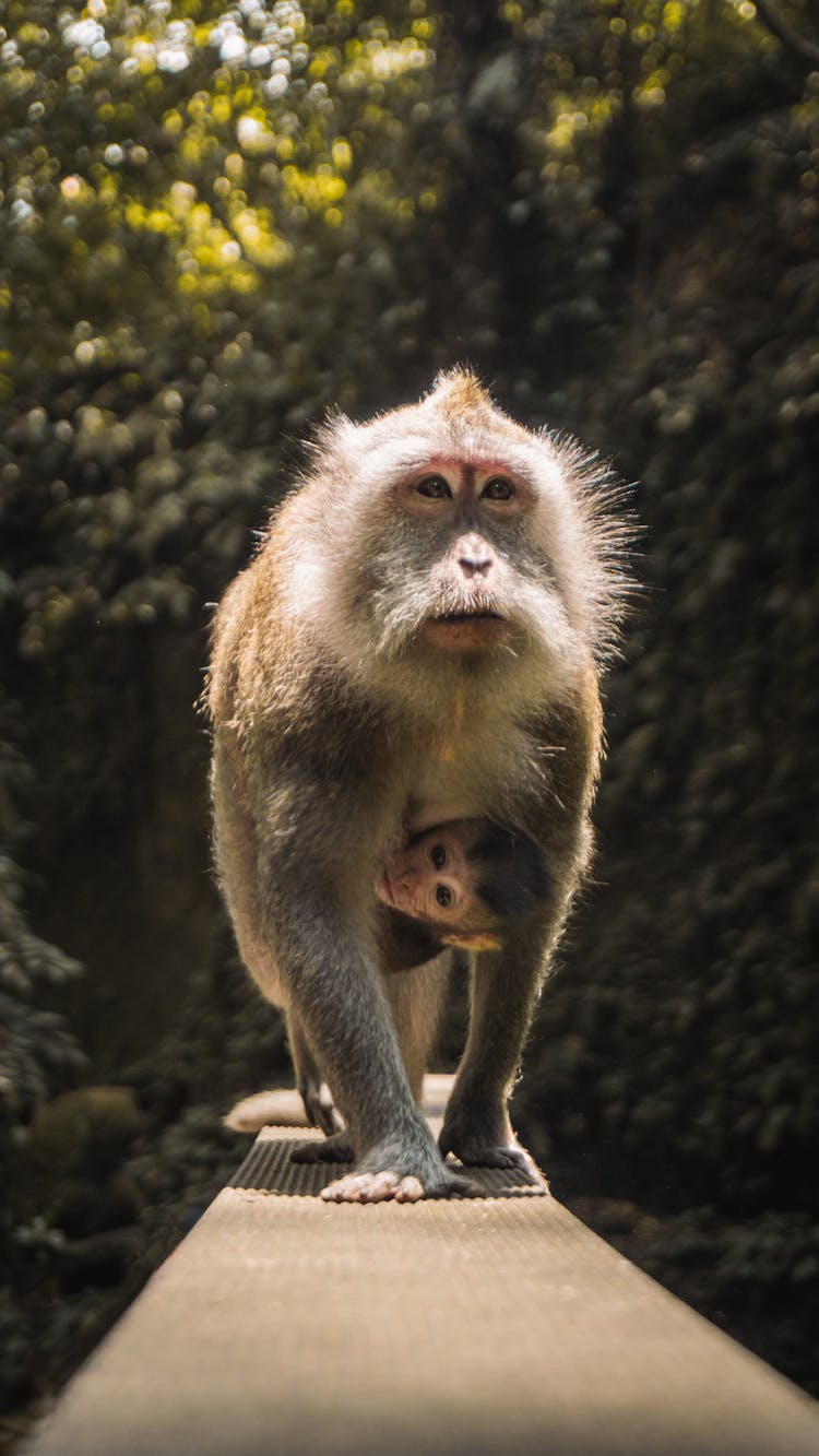 Baby Monkey Holding On Mother