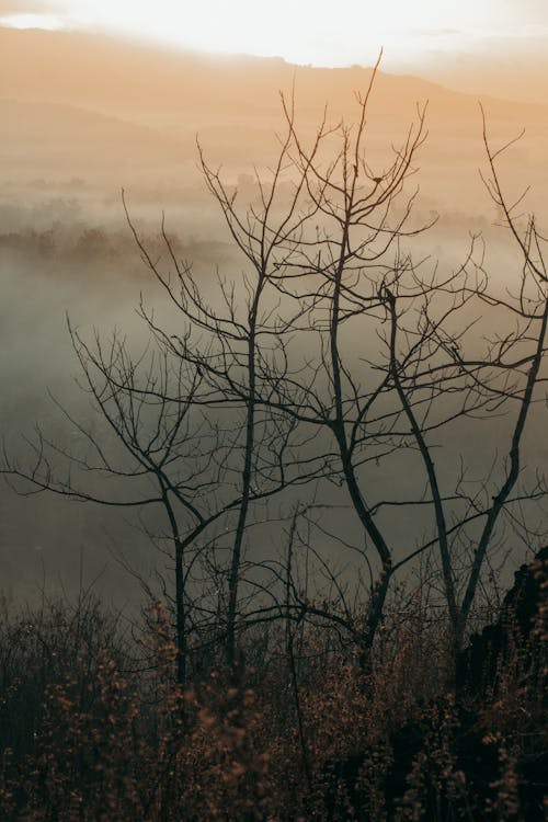 Winter Trees in Fog on Sunset 