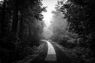 Empty Road in Dense Wood in Fog