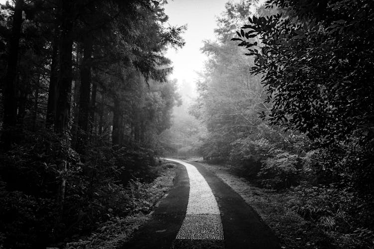 Empty Road In Dense Wood In Fog