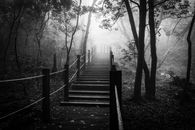 Wooden Stairs in Forest