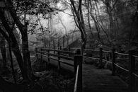 Wooden Trail in Forest