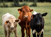 Herd of Cow on Green Grass Field
