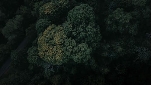 Aerial Photography of a Forest