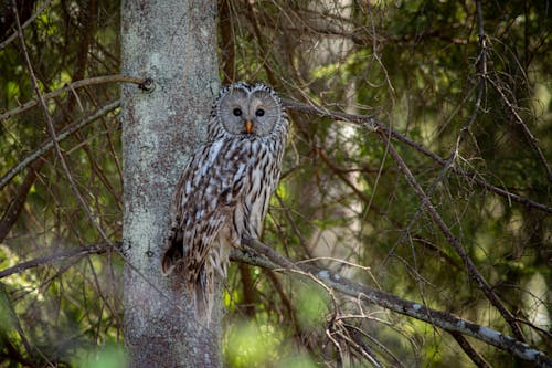 A Ural Owl Perched on a Tree