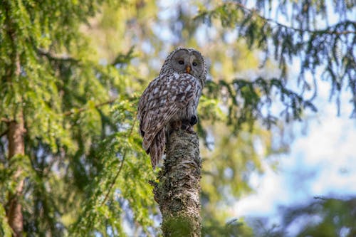 Free Brown Owl Perched on a Tree Branch Stock Photo