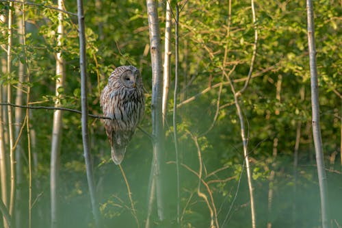 無料 ウラルフクロウ, ウラレンシス, 動物の写真の無料の写真素材 写真素材