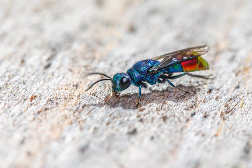 Foto d'estoc gratuïta de avispa de cucut, insecte, pesta