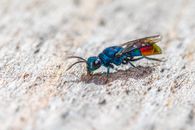 Close Up Photo of a Wasp