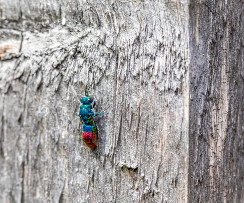 Free Close-up of a colorful cuckoo wasp, Chrysis ignita, on textured wood. Stock Photo