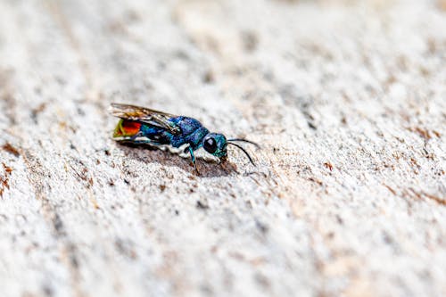 Foto d'estoc gratuïta de avispa de cucut, insecte, pesta