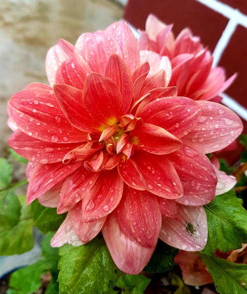 Close Up Photography of a Beautiful Pink Flower 