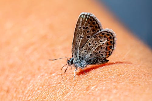 Macro Photography of a Brown Butterfly on Human Skin