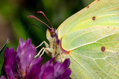 Green Butterfly Perched on Purple Flower in Close Up Photography
