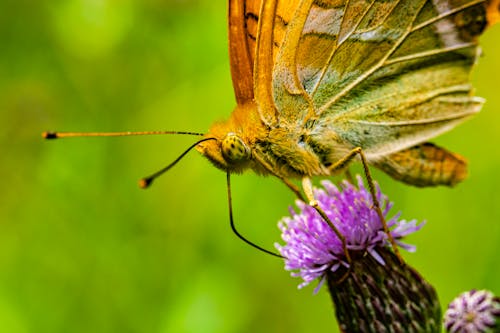 Ilmainen kuvapankkikuva tunnisteilla antenni, argynnis paphia, hauras