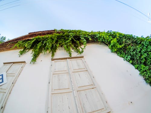 Free stock photo of 7artisansfisheye, facade, green