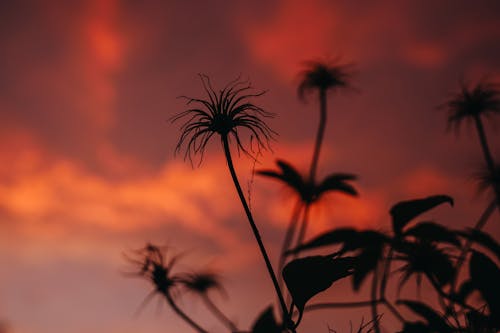 Ücretsiz akşam karanlığı, arkadan aydınlatılmış, bitki örtüsü içeren Ücretsiz stok fotoğraf Stok Fotoğraflar
