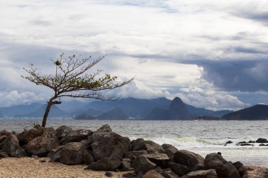 Leafless tree on a rocky beach with mountain view and cloudy sky, serene seascape.